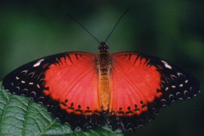 Le ali rosse della farfalla