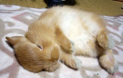 Coniglietto addormentato