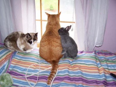 Amicizia fra gattino e coniglietto