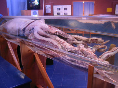 Calamaro gigante