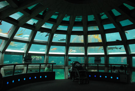 La cupola sottomarina dell’acquario di Seattle